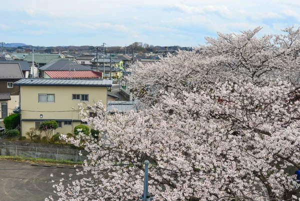 Cerejeira em Sendai, Japão — Fotografia de Stock
