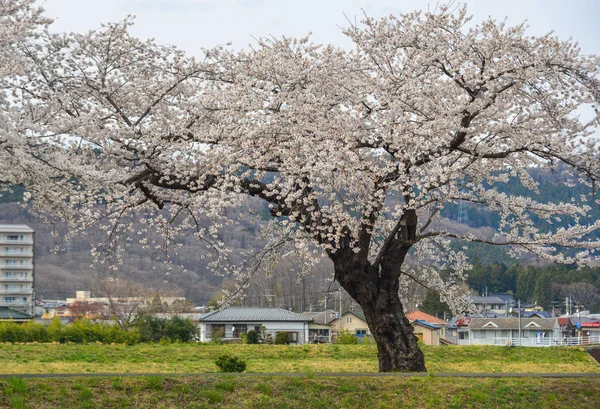 Fiori di ciliegio a Sendai, Giappone — Foto Stock