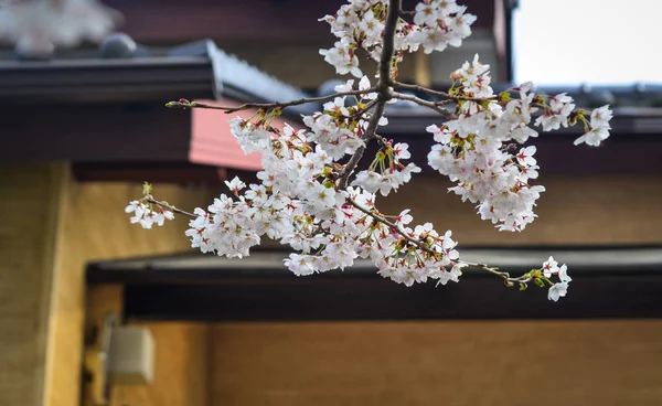 Fiori di ciliegio a Sendai, Giappone — Foto Stock