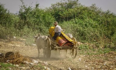 Kırsal yolda çalışan öküz arabası 