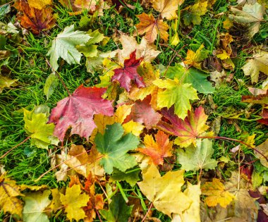 Sonbahar ormanında düşen yapraklar 