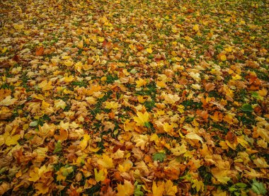 Sonbahar ormanında düşen yapraklar 
