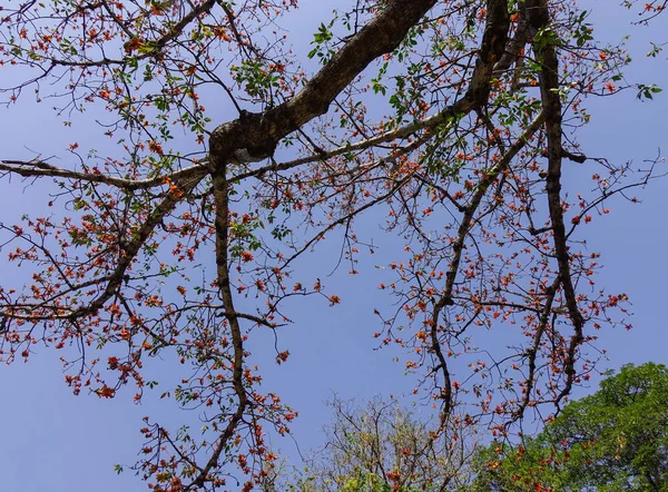 Flor da árvore de algodão de seda vermelha — Fotografia de Stock