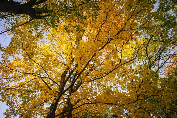 Jardín de otoño en San Petersburgo, Rusia — Foto de Stock