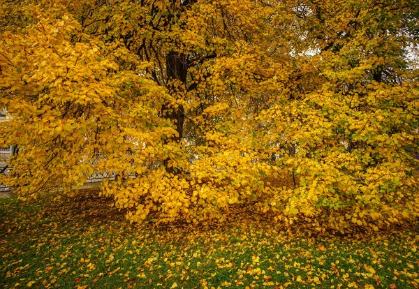 Jardín de otoño en Moscú, Rusia — Foto de Stock