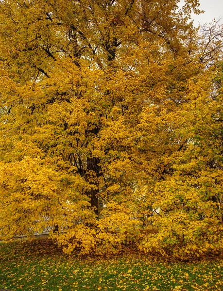 Jardín de otoño en Moscú, Rusia —  Fotos de Stock