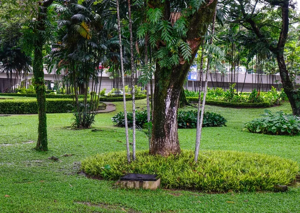 Stadtpark mit grünen Bäumen — Stockfoto