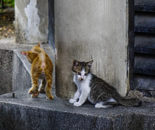 Wildkatze auf Straße in Kuala Lumpur, Malaysia — Stockfoto