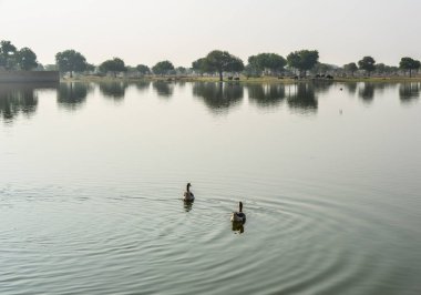 Ördek gölet üzerinde Yüzme 