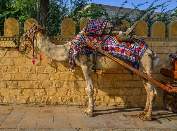 Kameel taxi in de straten van Jaisalmer, India — Stockfoto