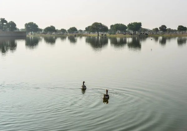 Ducks swimming on the pond — Stock Photo, Image