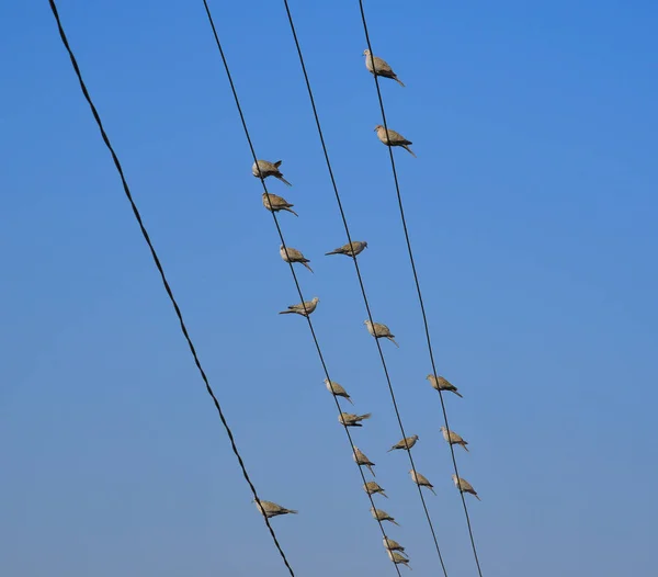 Muitos pássaros nos fios elétricos — Fotografia de Stock