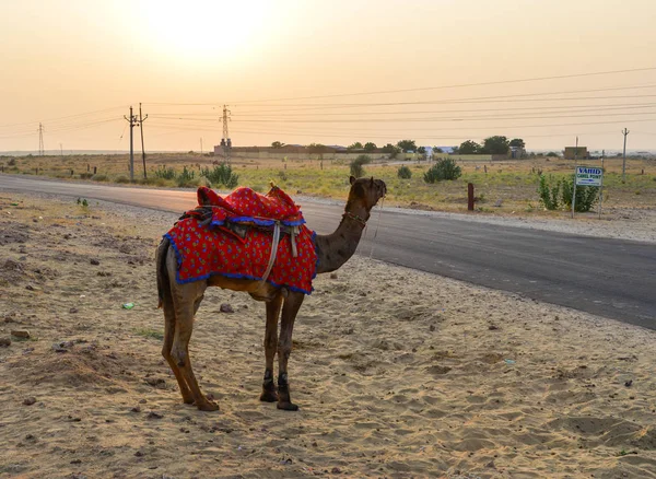 Camelos no deserto de Thar em Jaisalmer, Índia — Fotografia de Stock