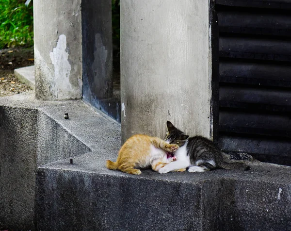 Vild katt på gatan i Kuala Lumpur, Malaysia — Stockfoto