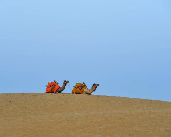 Kameler på Thar öknen i Jaisalmer, Indien — Stockfoto