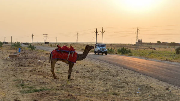 Camellos en el desierto de Thar en Jaisalmer, India — Foto de Stock