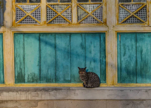 Un gato sentado en la ventana en casa de madera — Foto de Stock