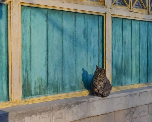 Μια γάτα που κάθεται στο παράθυρο σε ξύλινο σπίτι — Φωτογραφία Αρχείου