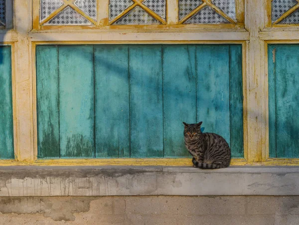 Un chat assis sur la fenêtre dans une maison en bois — Photo