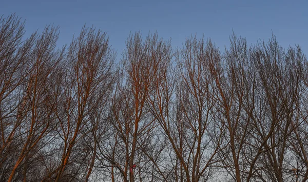 Дерева в зимовому парку — стокове фото