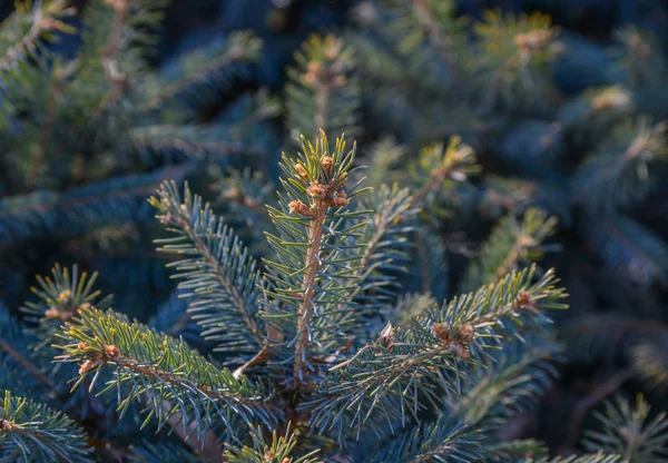 Tak van pijnboom — Stockfoto