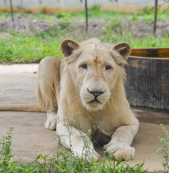 A white lion at the zoo