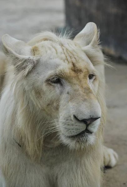 A white lion at the zoo