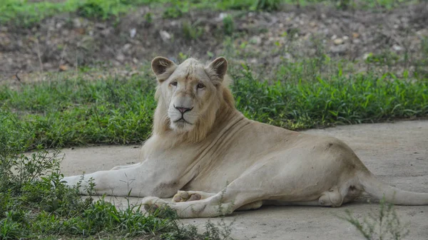 En vit lejon på Zoo — Stockfoto