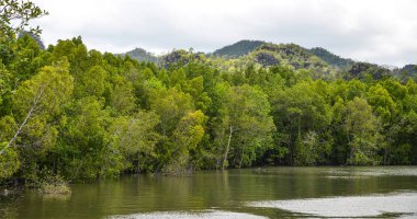 Langkawi, Malezya Mangrove Orman 