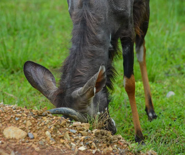 Antilopa losí (Taurotragus oryx) — Stock fotografie