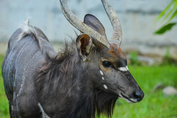 Antilopa losí (Taurotragus oryx) — Stock fotografie