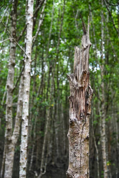 Mangrovská džungle v Langkawi, Malajsie — Stock fotografie