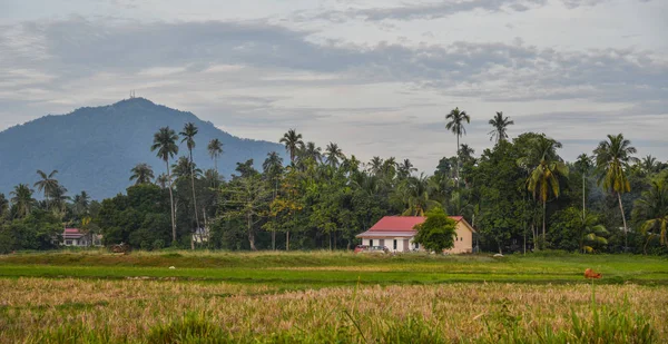 Casas rurais com campo de arroz — Fotografia de Stock