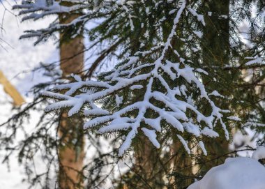 Kışın çam ağacı ormanı 