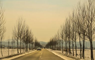 Ağaçlar satır ile kırsal yol 