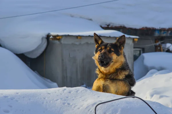 雪の上に立つ犬 — ストック写真