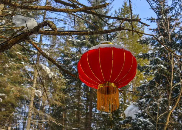 Chinese red lantern in pine tree forest — Stock Photo, Image