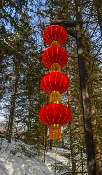 Chinese red lantern in pine tree forest — Stock Photo, Image