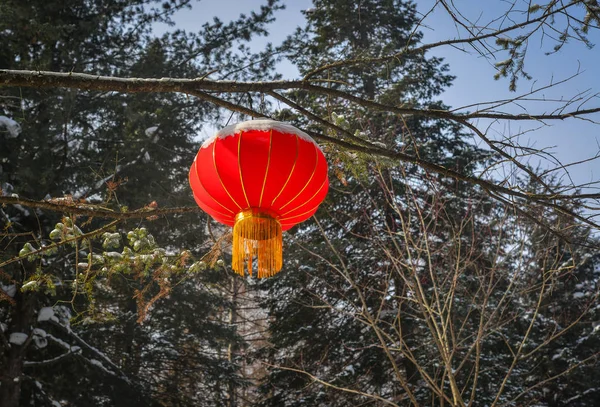 Chinese red lantern in pine tree forest — Stock Photo, Image