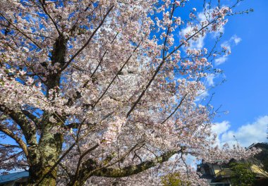 Cherry Blossom (Sakura)-Kyoto, Japonya 