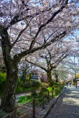 Cherry Blossom (Sakura)-Kyoto, Japonya 
