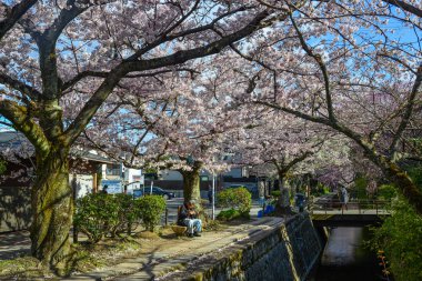 Cherry Blossom (Sakura)-Kyoto, Japonya 