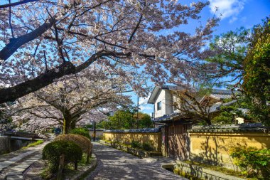 Cherry Blossom (Sakura)-Kyoto, Japonya 
