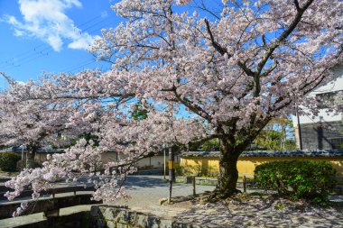 Cherry Blossom (Sakura)-Kyoto, Japonya 