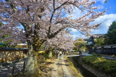 Cherry Blossom (Sakura)-Kyoto, Japonya 