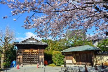 Cherry Blossom (Sakura)-Kyoto, Japonya 