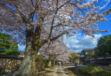 Cherry Blossom (Sakura)-Kyoto, Japonya 
