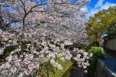 Cherry Blossom (Sakura)-Kyoto, Japonya 