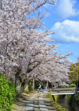 Cherry Blossom (Sakura)-Kyoto, Japonya 