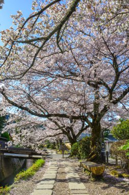 Cherry Blossom (Sakura)-Kyoto, Japonya 